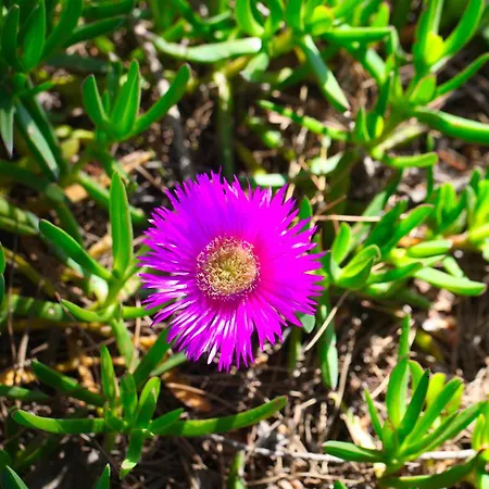 Abbaia Ba بودوني